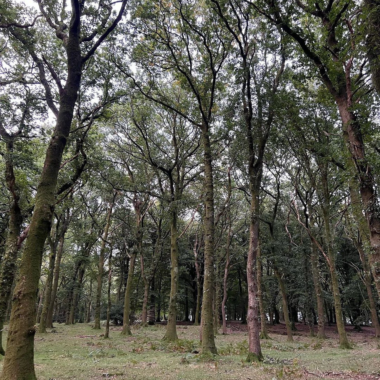 An enchanting forest landscape with towering trees and a carpet of fallen leaves