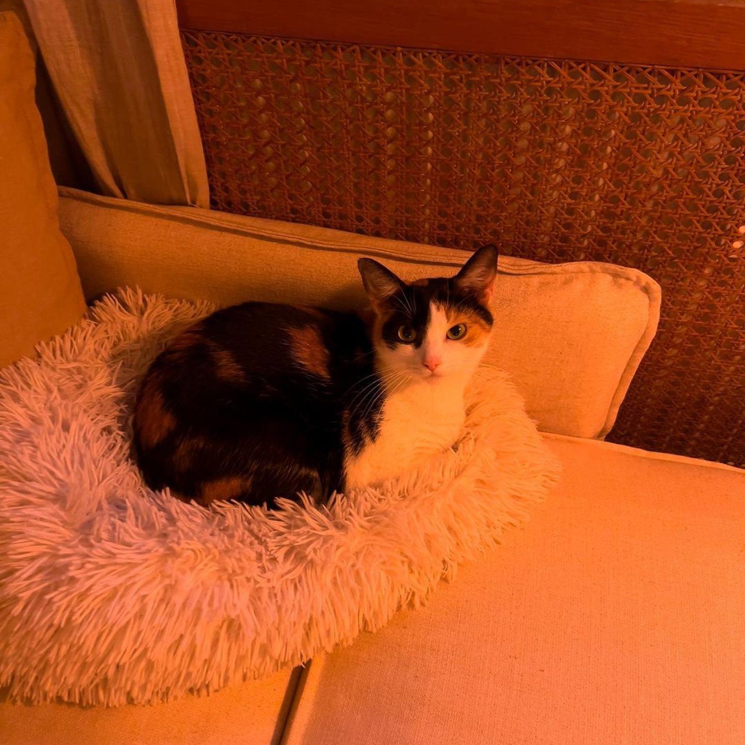 A calico cat lounging in a cozy, fluffy bed with warm ambient lighting