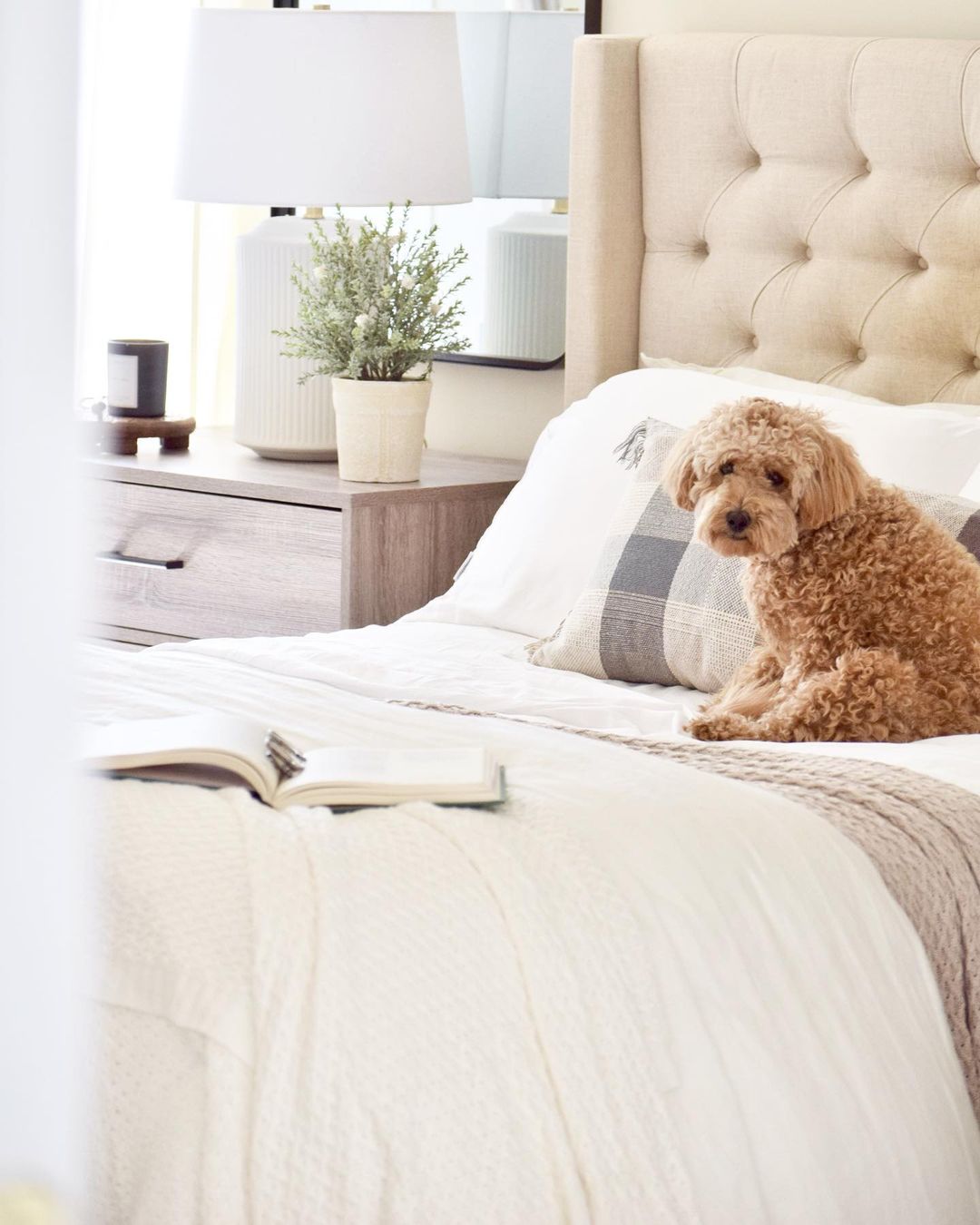 A cozy bedroom with a fluffy dog resting on the bed