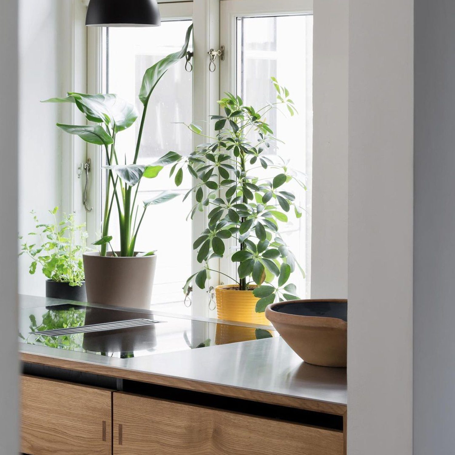 A modern kitchen window sill decorated with lush green plants